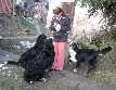 Poly_Povask podhradie_ 2009