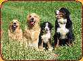 Zleva: Sally, Akim, Connie a Connie